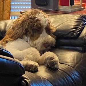 Meet your Posher, Cheryl